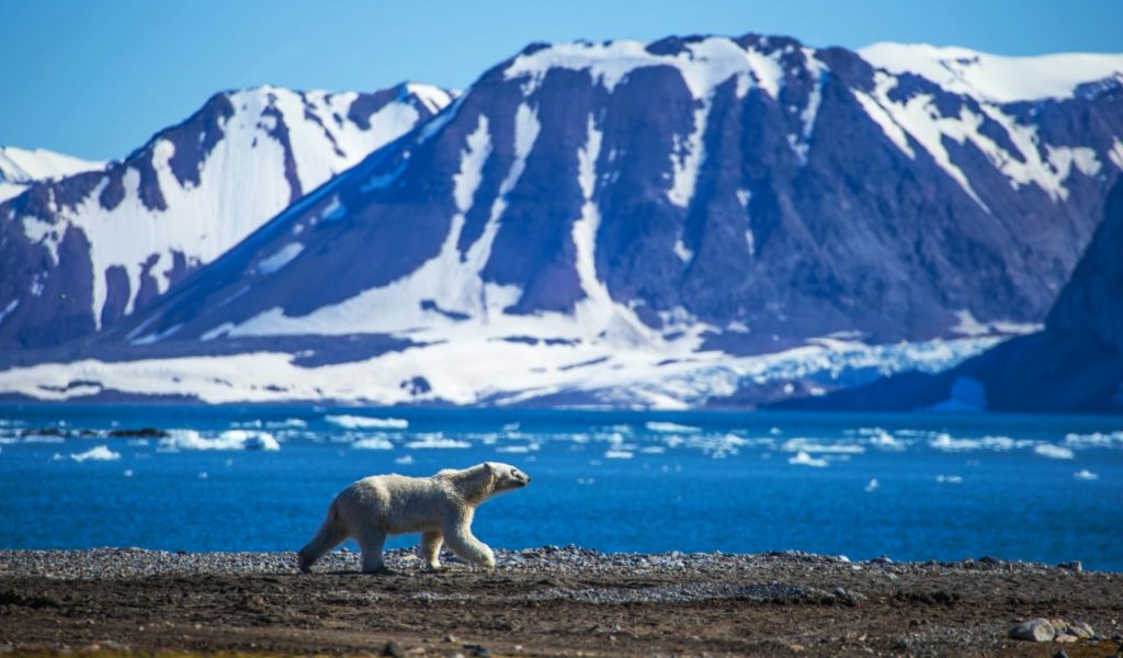 Polar Bear at the North Pole